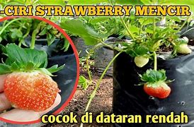 Keunggulan Strawberry Mencir